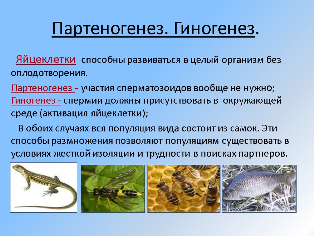 Партеногенез. Гиногенез. Яйцеклетки способны развиваться в целый организм без оплодотворения. Партеногенез - участия сперматозоидов